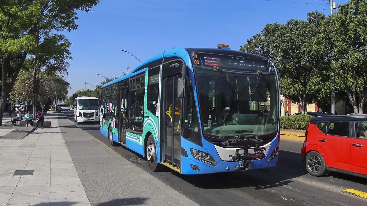 Blue and white city bus parked on a tree-lined urban street with other vehicles nearby